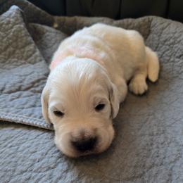 Boy 4 - male Golden Retriever puppy in Elizabeth, Colorado from Blazing Star Goldens
