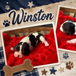 Winston - Tri-color male Cavalier King Charles Spaniel puppy in Clinton, Oklahoma from Enchanted Spaniels