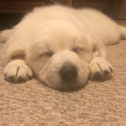 Belgian Sheepdog and Golden Retriever Puppies from Mi-Kels Belgians and Goldens