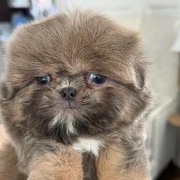 Heathcliff - Sable and white male Shih Tzu puppy in Rockville Centre, New York from Magnolia Tzus