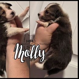 Molly - Sable and white female Shetland Sheepdog puppy in Lebanon, Tennessee from Henotic Homestead's Shetland Sheepdogs