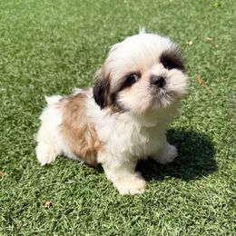 AKC KOA - Gold and white male Shih Tzu puppy in Henderson, Nevada from SHIH TZU HOUSE