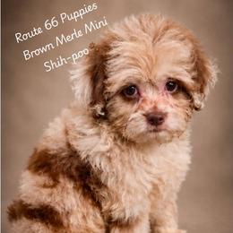 Rolo - Merle male Shihpoo puppy in Delphos, Ohio from Route 66 Poodles & Doodles, Sapphire Shih-tzu's of Ohio