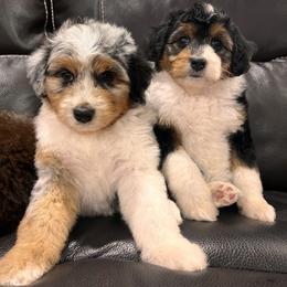 Aussiedoodle and Australian Shepherd Puppies from Junipersdoodles