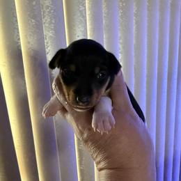 Pup A - White black and tan male Toy Fox Terrier puppy in Clermont, Florida from Debbie Hiles's Toy Fox Terriers