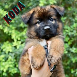 Koda - Black and red male German Shepherd puppy in Canton, Texas from WILDWOOD GERMAN SHEPHERDS