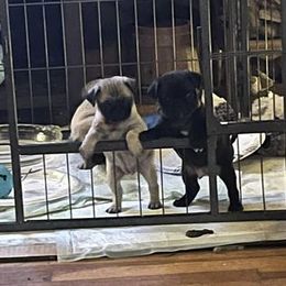 Pug Puppies from Crazy Pugs Haven