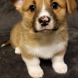 Pembroke Welsh Corgi Puppies from Whimsical Treasure Corgis