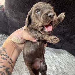 Dewey - Black male Dachshund puppy in Cabool, Missouri from Dachshund's of Country Magic Farms in Missouri