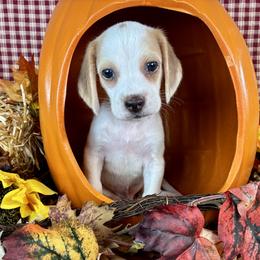 Golden - Brown white and tan male Beagle puppy in Katy, Texas from Houston’s Howlin’ Hounds