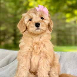 Pink - Red  female Goldendoodle puppy in Hesperia, Michigan from Red Acres Poodles & Doodles