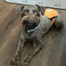 Biano - Miniature Schnauzer