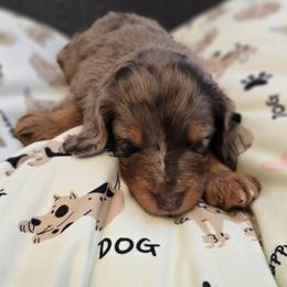 Ivy - Red merle female Aussiedoodle puppy in Prescott Valley, Arizona from Ramirez Family Doodles