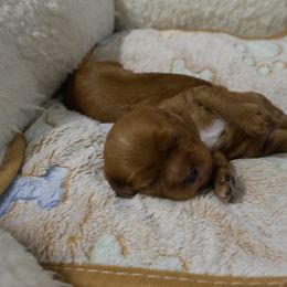 Scout - Ruby male Cavalier King Charles Spaniel puppy in Marcellus, Michigan from Coolcreek Pets