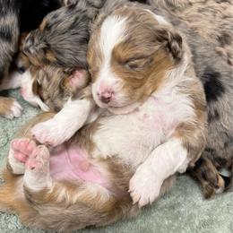 Yeti - Brown merle male Aussiedoodle puppy in Heber City, Utah from Junipersdoodles