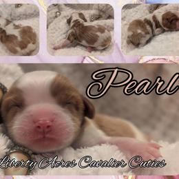 Pearl - Blenheim female Cavalier King Charles Spaniel puppy in Oppelo, Arkansas from Liberty Acres Puppies