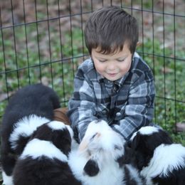 Aussiedoodle and Australian Shepherd Puppies from Double M Aussies