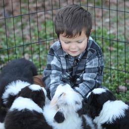 Aussiedoodle and Australian Shepherd Puppies from Double M Aussies
