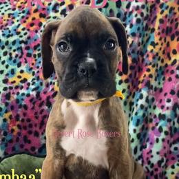 Pumbaa - Boxer puppy in Tucson, Arizona from Desert Rose Boxers