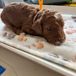 Pooh - Red and white male Cockapoo puppy in Adrian, Oregon from ApplebyFarm