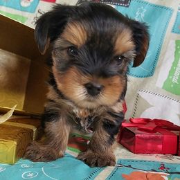 Yorkshire Terrier Puppies from Angela Coleman