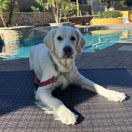 Golden Retriever All Grown Up from Red Sky Ranch