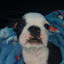 Boston Terriers and French Bulldogs from 3B Kennels