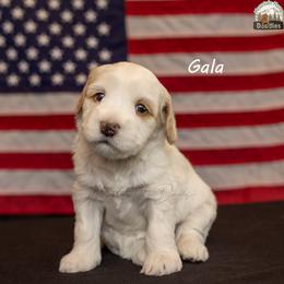 Gala - Apricot female Australian Labradoodle puppy in Cashmere, Washington from Mountain Home Doodles