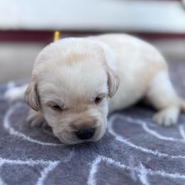 Daisy - Yellow female Labrador Retriever puppy in Garnett, Kansas from Timberland Creek Labradors