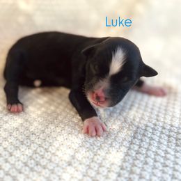 Luke - Black tri-color male Australian Shepherd puppy in Uvalda, Georgia from Happy Ours Australian Shepherds