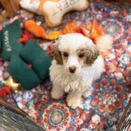 Parti boy - Parti male Poodle puppy in Haines City, Florida from Camic Cockapoos