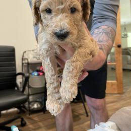 Aussiedoodle and Goldendoodle Puppies from Cozy Creek Doodles