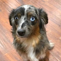 Baby Girl - Australian Shepherd