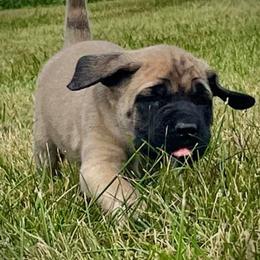 Mastiffs from Gary Schneider’s Mastiffs