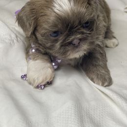 Seraphina - Blue female Shih Tzu puppy in Riverside, California from Be Dazzled Shihtzu