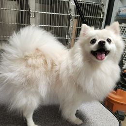 Candie - Pomeranian