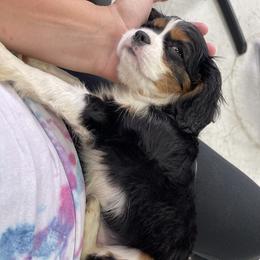Cavalier King Charles Spaniel puppies from Pemberley Park