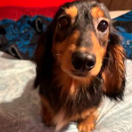 Medusa - Dachshund