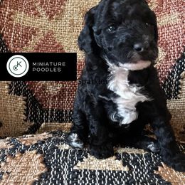 Midnight - Parti male Poodle puppy in Lance Creek, Wyoming from CK Poodles LLC
