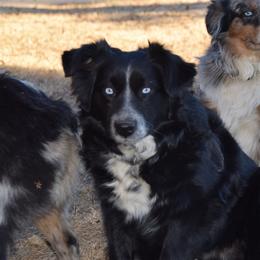 Willow - Miniature Australian Shepherd puppy from JnT's Bluegrass Mini Aussies