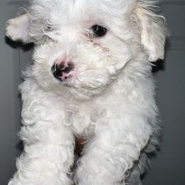 Maltipoo Puppies from Illy Loves Bailey