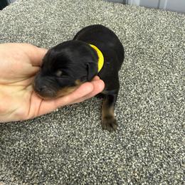 Yellow - Black and rust male Beauceron puppy in Floyd’s Knobs, Indiana from Birdwing Beaucerons