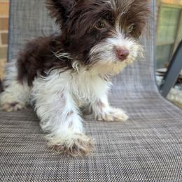 Parti boy - Parti male Yorkshire Terrier puppy in Gaylesville, Alabama from Sweet Alabama Yorkies