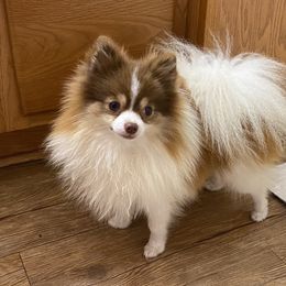 Pembroke Welsh Corgis and Pomeranians from BJ's Blessings