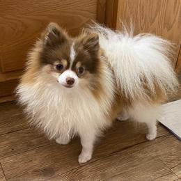 Pembroke Welsh Corgis and Pomeranians from BJ's Blessings