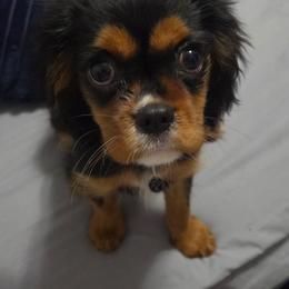 Mojo - Black and tan male Cavalier King Charles Spaniel puppy in Spring Hill, Florida from Wonderland Cavaliers
