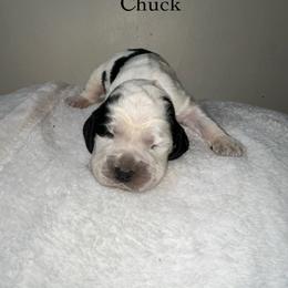 Chuck - Black and white male English Springer Spaniel puppy in Springfield, South Carolina from Sweet Southern Spaniels