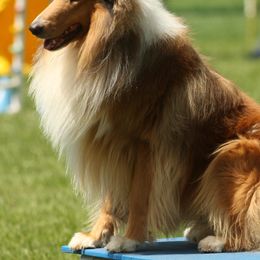Collies from Whitemoor Collies