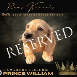 Prince William - Cream male Dachshund puppy in Splendora, Texas from Ram’s Kennels