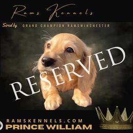 Prince William - Cream male Dachshund puppy in Splendora, Texas from Ram’s Kennels